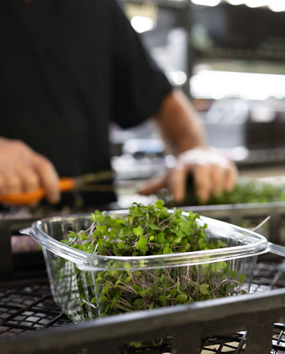 Lush kale microgreens thriving in a controlled hydroponic setup at Balance Farms.