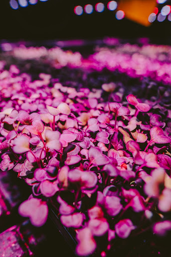 Microgreens sprouting in trays under full spectrum grow lights in a vertical hydroponic setup.