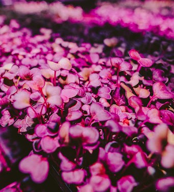 Vertically grown fresh microgreens thriving in sustainable trays at Balance Farms.