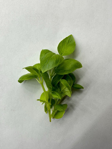 Close-up of dense, healthy basil microgreens from Balance Farms showing vivid green leaves.