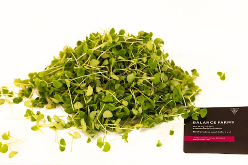Fresh, sustainably grown microgreens from Balance Farms with bright green leaves and stems.