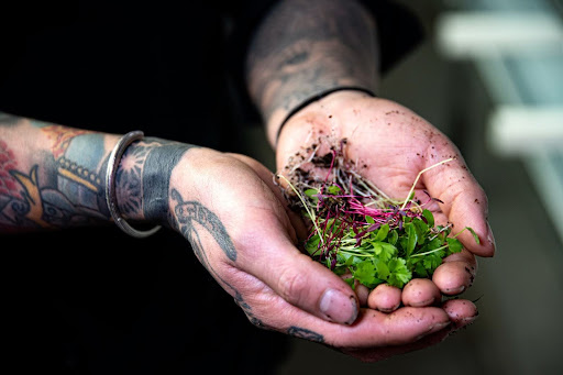 Close-up shot of two hands holding some microgreen shoots freshly picked from Balance Farms.