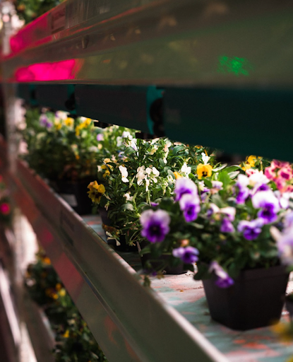 Sustainably grown edible flowers from Balance Farms, organically cultivated and pesticide free.