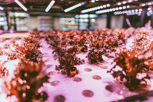 Lush microgreens grown vertically and sustainably, ready for harvest at Balance Farms.
