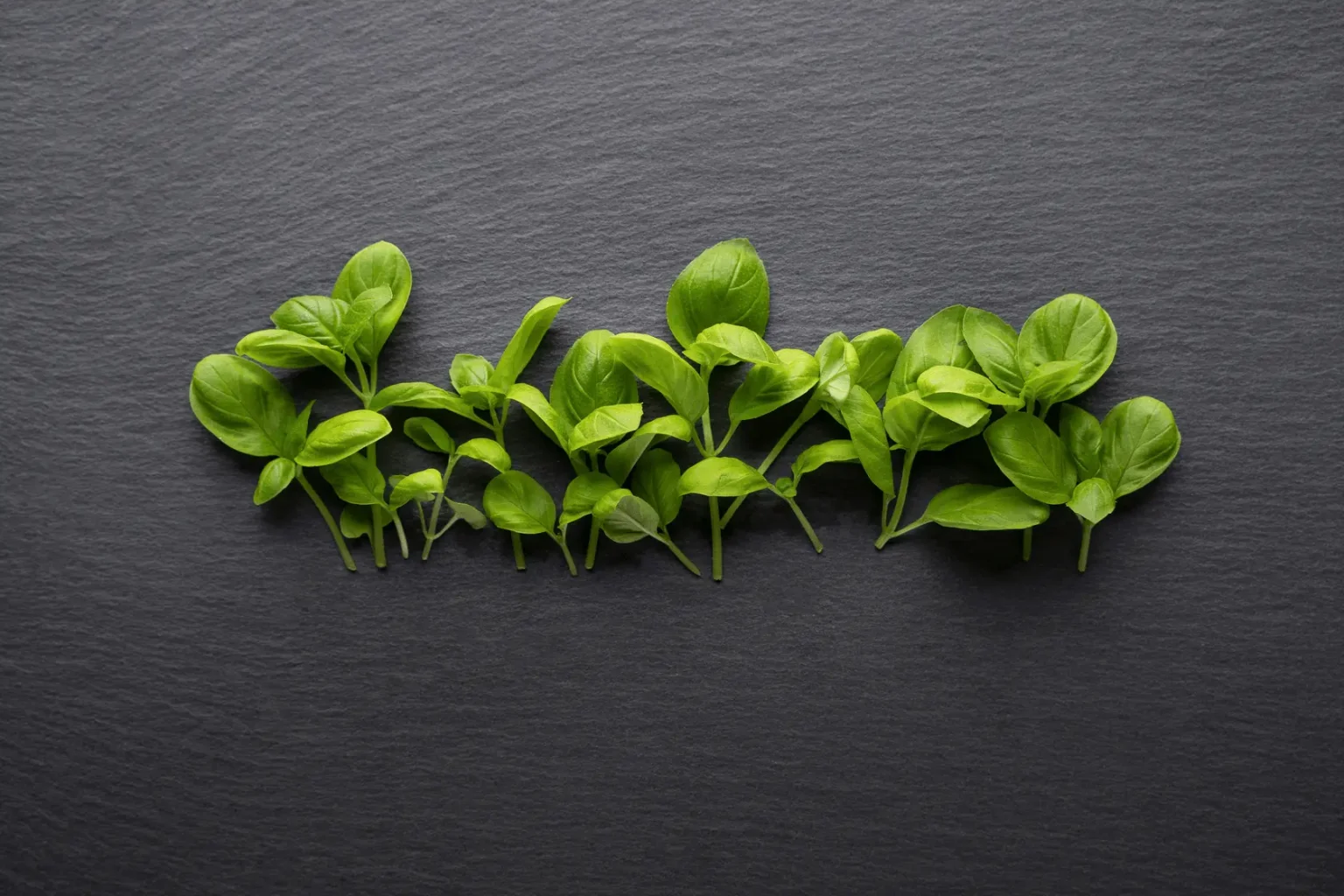 Close-up shot of Thai Basil microgreens from Balance Farms.