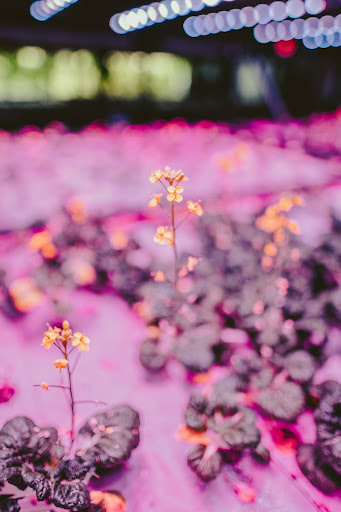 Fresh microgreens and edible flowers like borage, nasturtium, and lavender grown at Balance Farms.