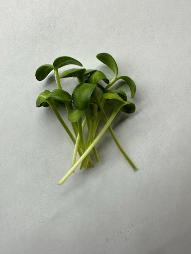 "Fistful of crunchy, nutty Sunflower shoots from Balance Farms."