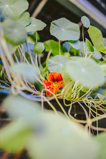 Fresh microgreens and edible flowers like borage, nasturtium, and lavender grown at Balance Farms.