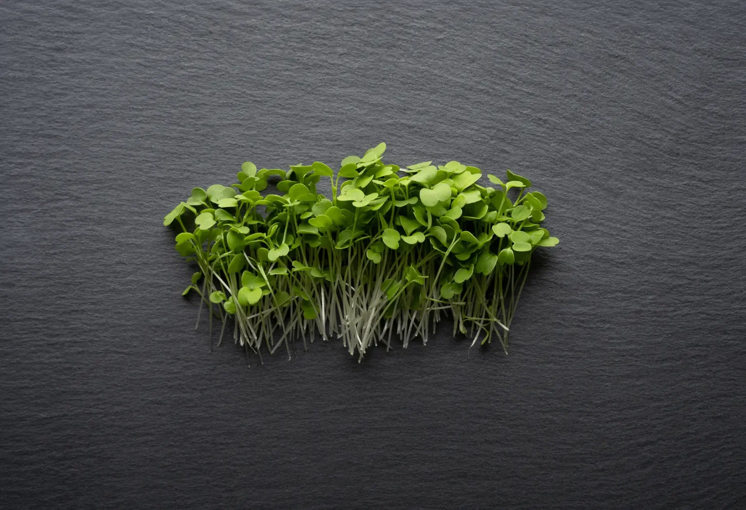Close-up shot of Wasabi Arugula microgreens from Balance Farms.