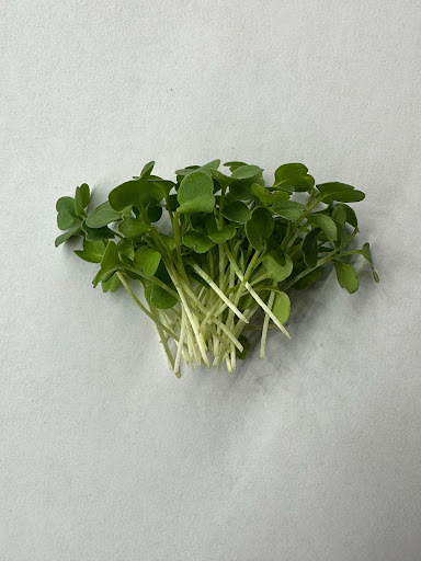 "Fresh Arugula microgreens from Balance Farms, showcasing vibrant, peppery greens."