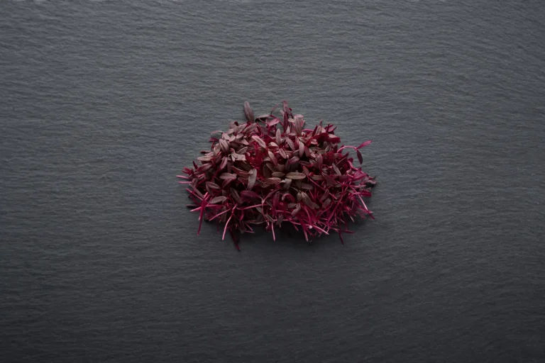 Vibrant Amaranth microgreens from Balance Farms displayed against a minimalist grey background.