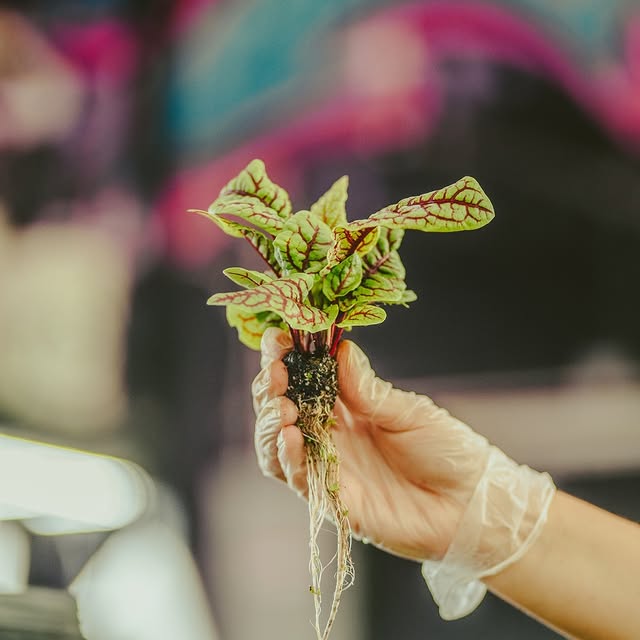 A gloved hand holding a freshly harvested basil microgreen with roots, grown at Balance Farms.