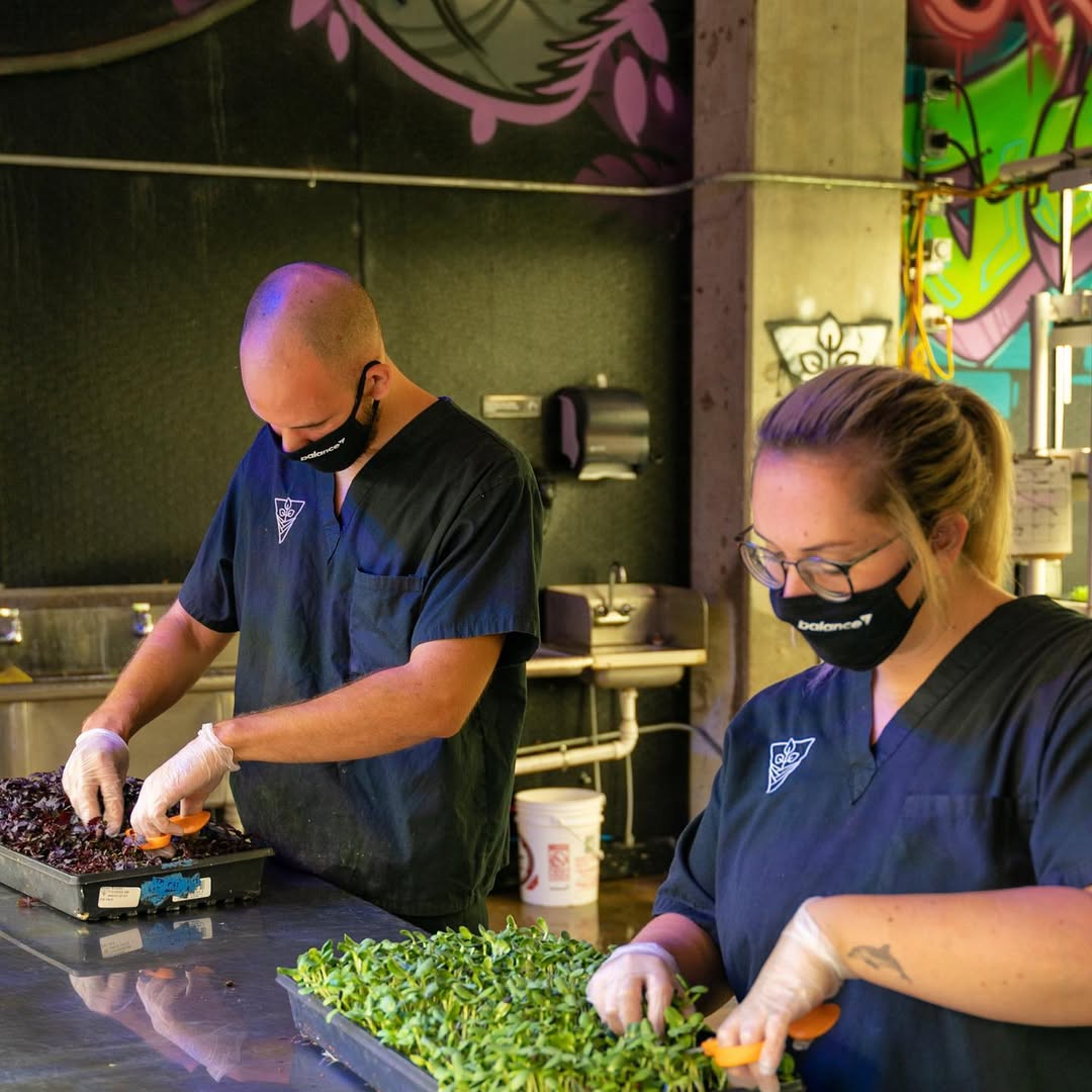 Two horticulturists harvesting premium microgreens inside Balance Farms’ vertical farm.