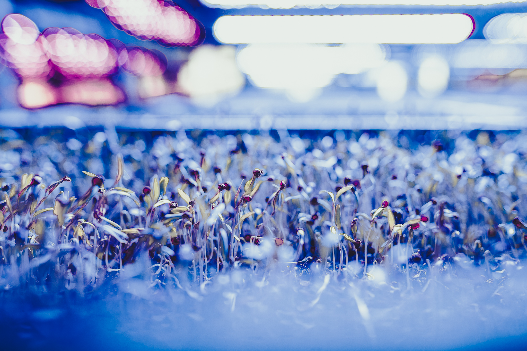 Rows of microgreens growing under purple LED lights inside Balance Farms’ vertical indoor farm.