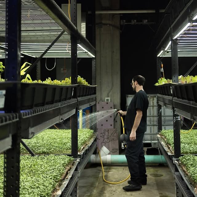 Person gently watering a tray of freshly grown broccoli microgreens inside Balance Farms’ indoor setup.
