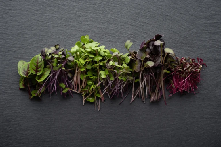 A colorful assortment of rainbow microgreens from Balance Farms arranged on a neutral grey backdrop.