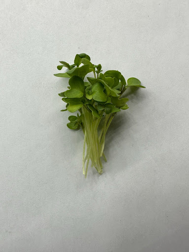 Wasabi microgreens in early growth stage, showing bright cotyledons and pale stems under LED lighting.